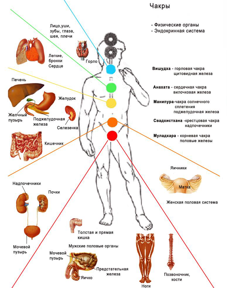 Какие органы дают организму. Энергетическая система человека и чакры. Энергетические центры человека чакры. Чакры человека расположение. Расположение чакр на теле человека.